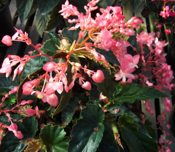 B. ‘Olive Garden’